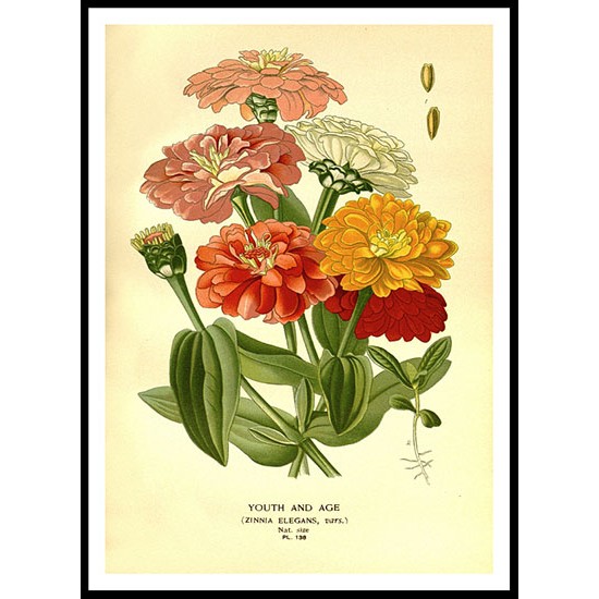 Vintage Flower - 158, A New Print Of a Vintage Flower Poster