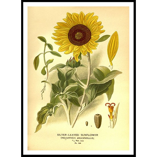 Vintage Flower - 159, A New Print Of a Vintage Flower Poster