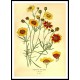 Vintage Flower - 160, A New Print Of a Vintage Flower Poster