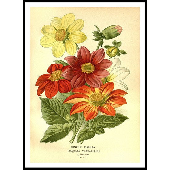 Vintage Flower - 161, A New Print Of a Vintage Flower Poster