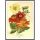 Vintage Flower - 161, A New Print Of a Vintage Flower Poster