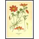 Vintage Flower - 162, A New Print Of a Vintage Flower Poster