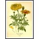 Vintage Flower - 163, A New Print Of a Vintage Flower Poster