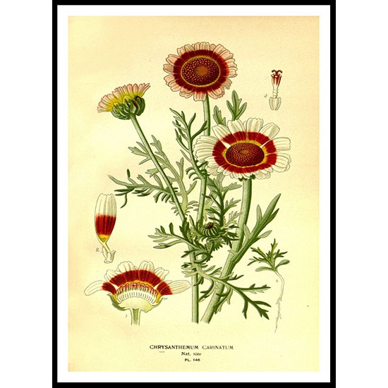 Vintage Flower - 164, A New Print Of a Vintage Flower Poster