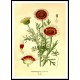 Vintage Flower - 164, A New Print Of a Vintage Flower Poster