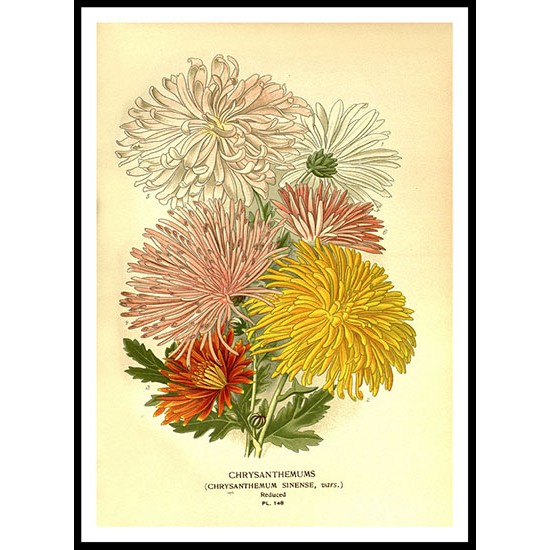 Vintage Flower - 165, A New Print Of a Vintage Flower Poster