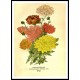 Vintage Flower - 166, A New Print Of a Vintage Flower Poster