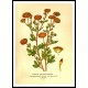 Vintage Flower - 167, A New Print Of a Vintage Flower Poster