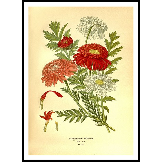 Vintage Flower - 168, A New Print Of a Vintage Flower Poster