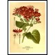 Vintage Flower - 169, A New Print Of a Vintage Flower Poster