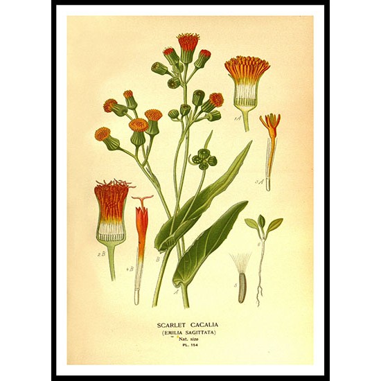 Vintage Flower - 170, A New Print Of a Vintage Flower Poster