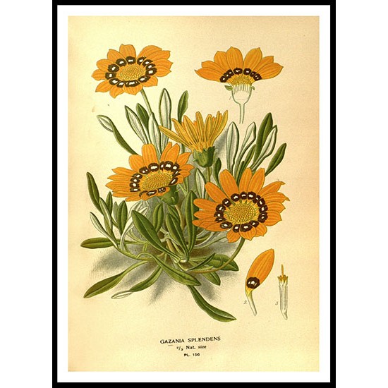 Vintage Flower - 171, A New Print Of a Vintage Flower Poster