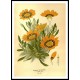 Vintage Flower - 171, A New Print Of a Vintage Flower Poster