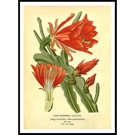 Vintage Flower - 172, A New Print Of a Vintage Flower Poster