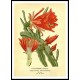 Vintage Flower - 172, A New Print Of a Vintage Flower Poster