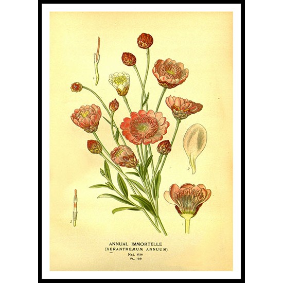 Vintage Flower - 173, A New Print Of a Vintage Flower Poster