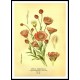 Vintage Flower - 173, A New Print Of a Vintage Flower Poster