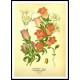 Vintage Flower - 174, A New Print Of a Vintage Flower Poster