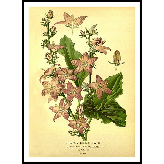 Vintage Flower - 175, A New Print Of a Vintage Flower Poster