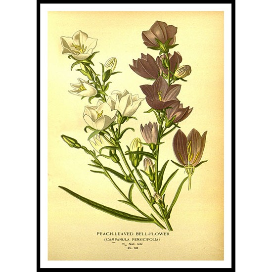 Vintage Flower - 176, A New Print Of a Vintage Flower Poster