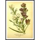 Vintage Flower - 176, A New Print Of a Vintage Flower Poster