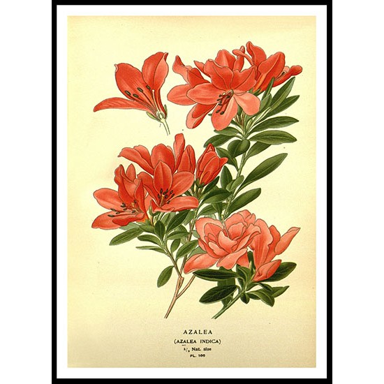 Vintage Flower - 180, A New Print Of a Vintage Flower Poster