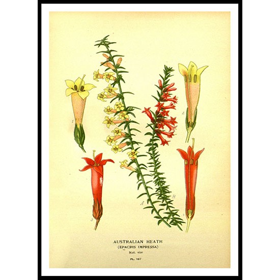 Vintage Flower - 181, A New Print Of a Vintage Flower Poster