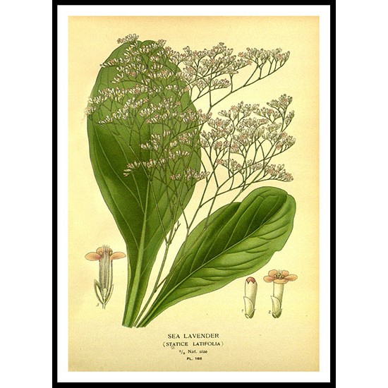 Vintage Flower - 182, A New Print Of a Vintage Flower Poster