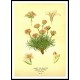 Vintage Flower - 183, A New Print Of a Vintage Flower Poster