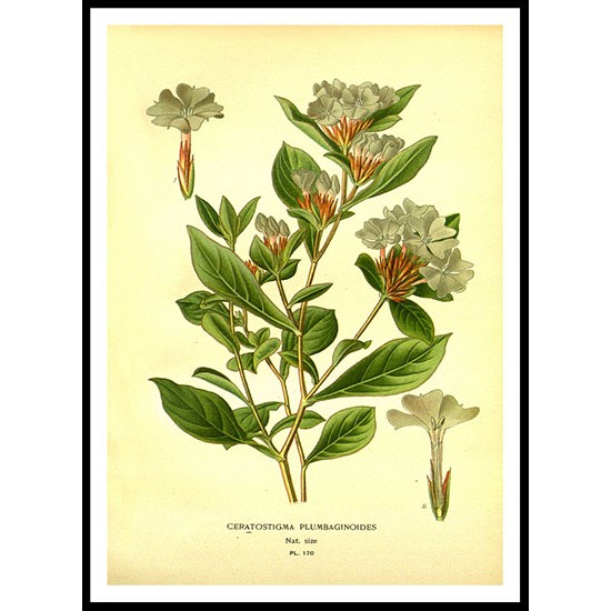 Vintage Flower - 184, A New Print Of a Vintage Flower Poster