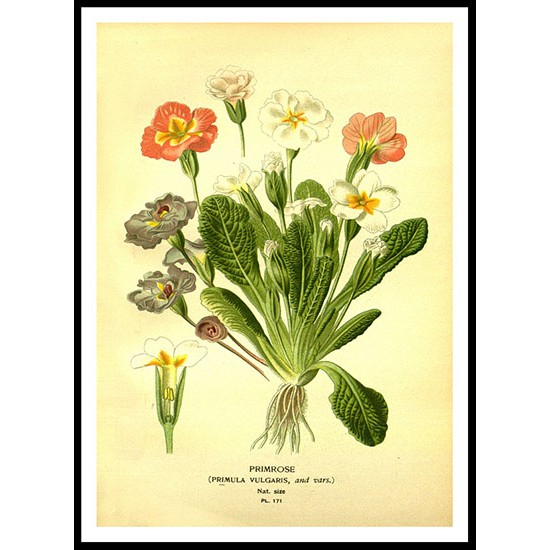 Vintage Flower - 185, A New Print Of a Vintage Flower Poster