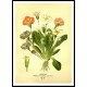 Vintage Flower - 185, A New Print Of a Vintage Flower Poster