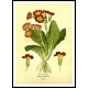 Vintage Flower - 186, A New Print Of a Vintage Flower Poster