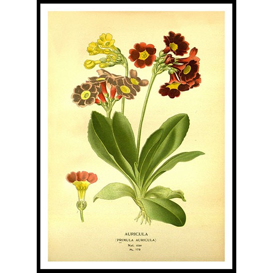 Vintage Flower - 187, A New Print Of a Vintage Flower Poster