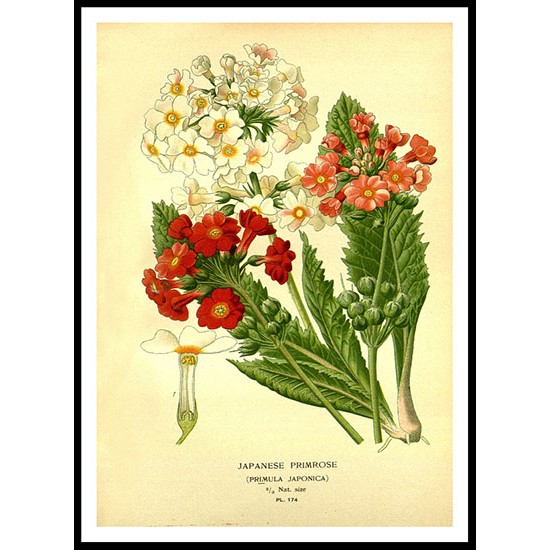 Vintage Flower - 188, A New Print Of a Vintage Flower Poster