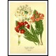 Vintage Flower - 188, A New Print Of a Vintage Flower Poster