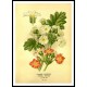 Vintage Flower - 189, A New Print Of a Vintage Flower Poster