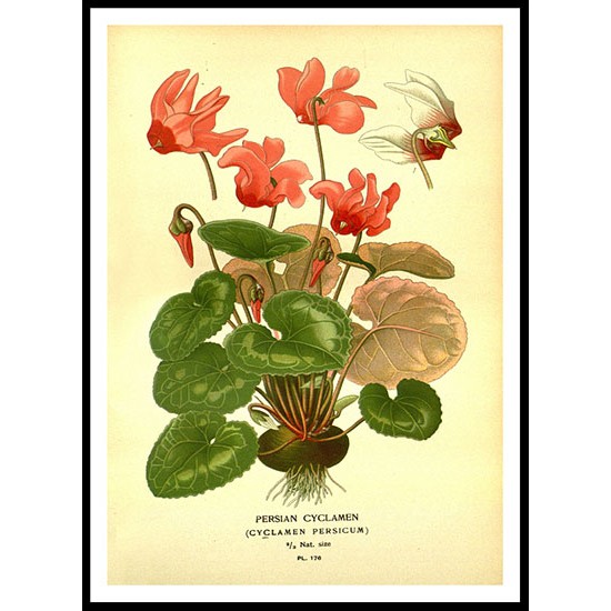 Vintage Flower - 190, A New Print Of a Vintage Flower Poster