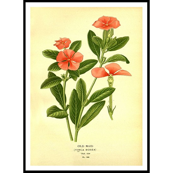 Vintage Flower - 196, A New Print Of a Vintage Flower Poster