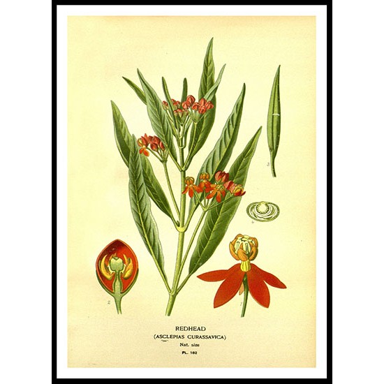 Vintage Flower - 197, A New Print Of a Vintage Flower Poster