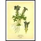 Vintage Flower - 198, A New Print Of a Vintage Flower Poster