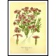 Vintage Flower - 199, A New Print Of a Vintage Flower Poster