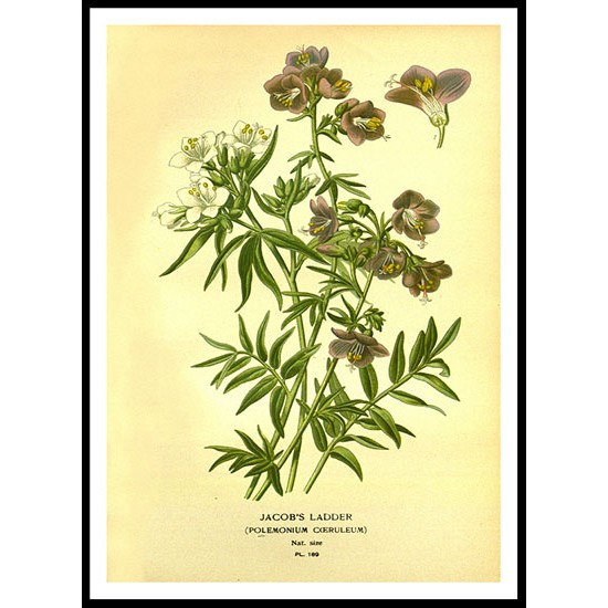 Vintage Flower - 201, A New Print Of a Vintage Flower Poster