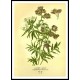 Vintage Flower - 201, A New Print Of a Vintage Flower Poster