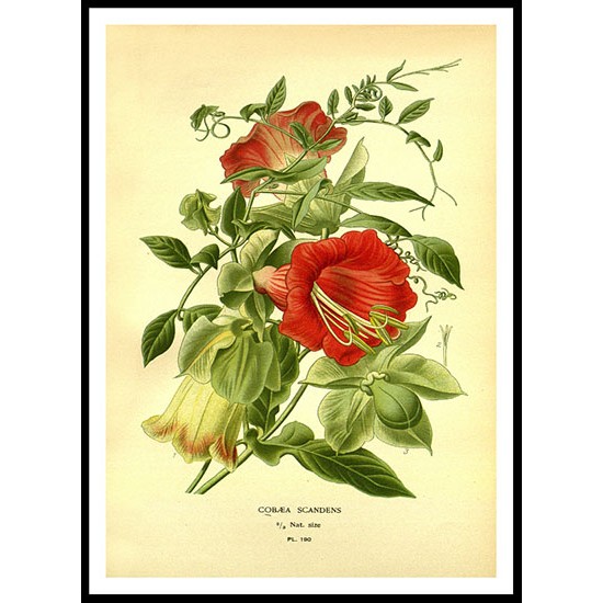 Vintage Flower - 202, A New Print Of a Vintage Flower Poster