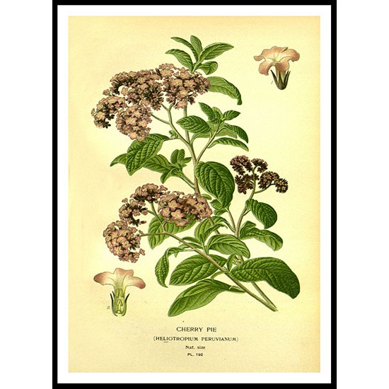 Vintage Flower - 203, A New Print Of a Vintage Flower Poster