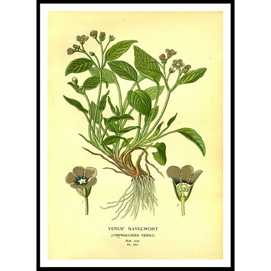 Vintage Flower - 204, A New Print Of a Vintage Flower Poster