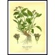 Vintage Flower - 204, A New Print Of a Vintage Flower Poster