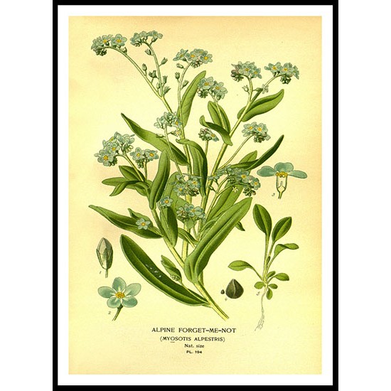 Vintage Flower - 205, A New Print Of a Vintage Flower Poster