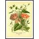 Vintage Flower - 206, A New Print Of a Vintage Flower Poster